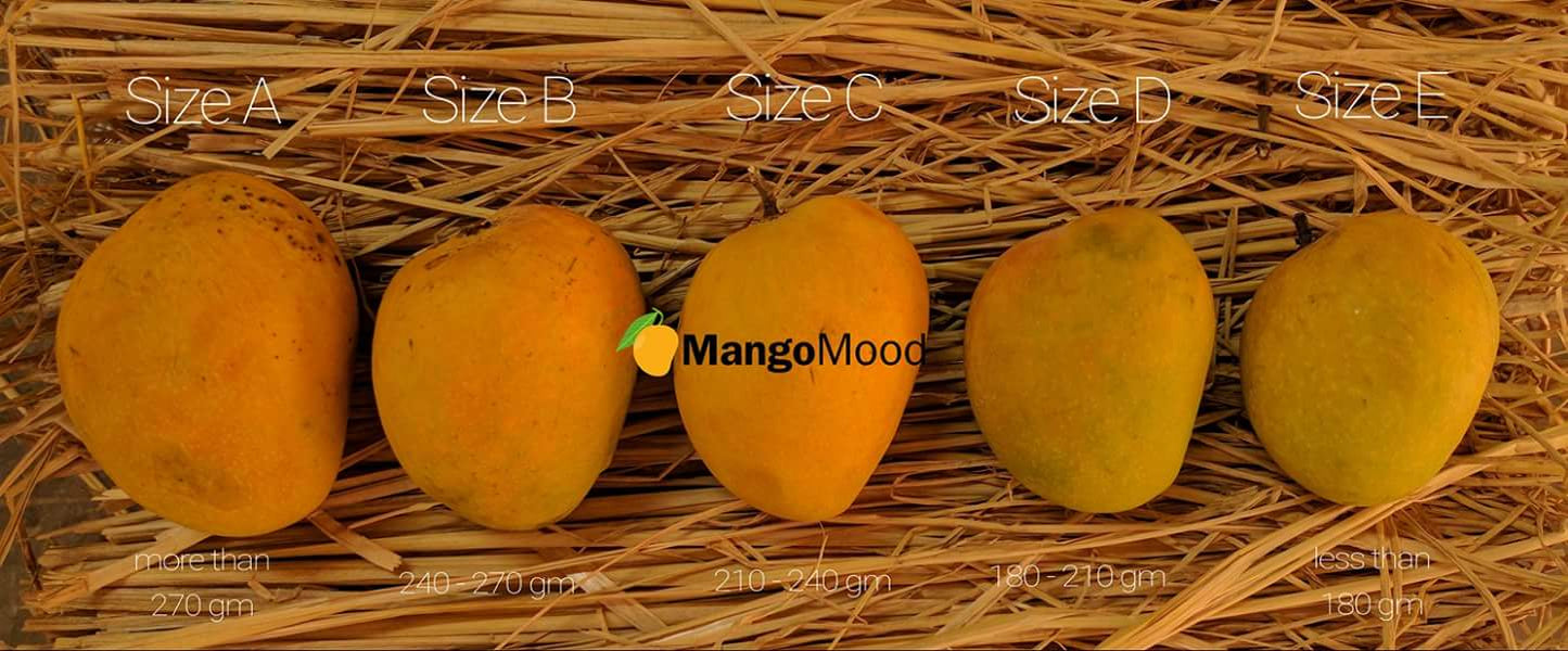 Size A Alphonso Mango - 1 dozen