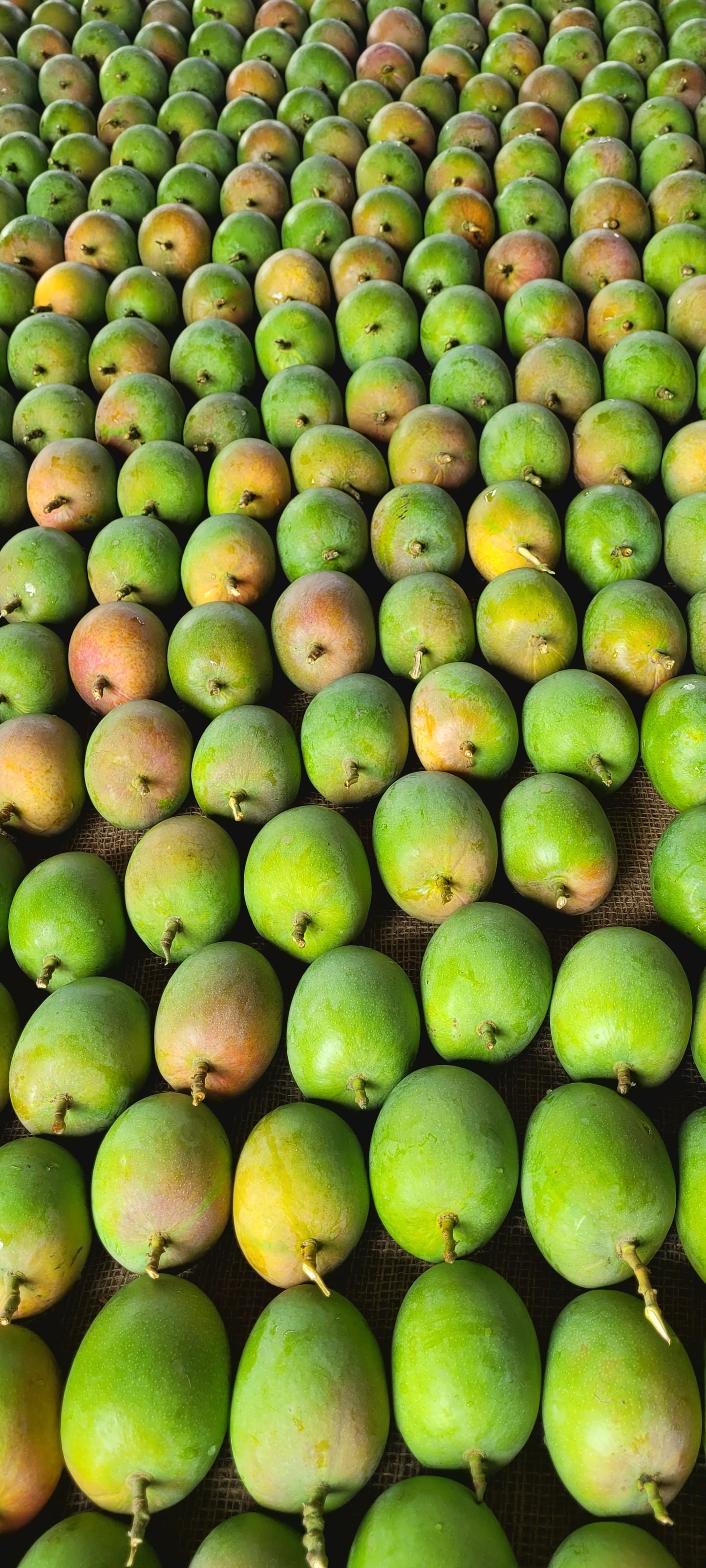 Size A Alphonso Mango - 1 dozen