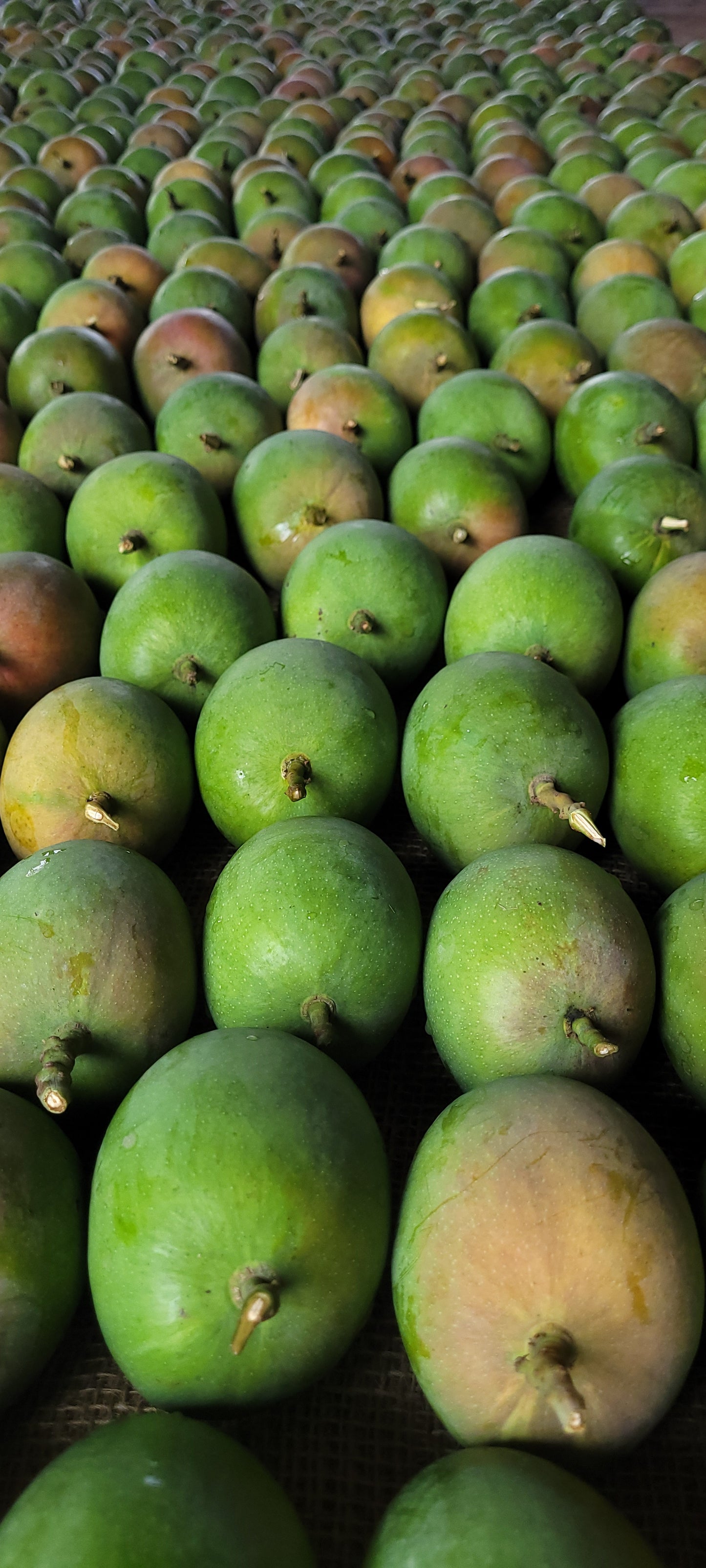 Size A+ Alphonso Mango - 1 dozen